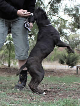 DDDawgs Dark Angel (AI)